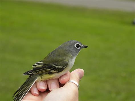 Blue-headed vireo. Vireo solitarius – My Bird of the Day