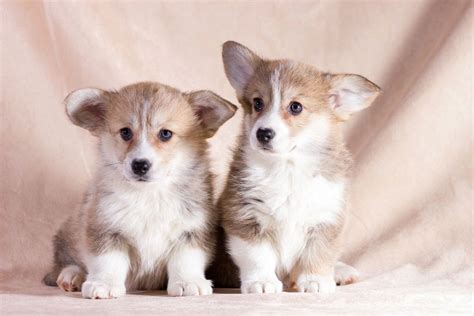 50+ Adorable Corgi Puppy Names to Choose From - Corgi Planet