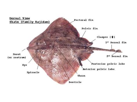 External Anatomy | Apologia science, Marine biology, Homeschool science