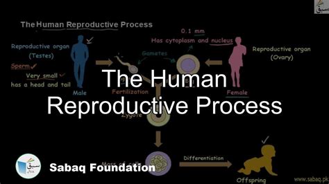 Human Reproduction Stages