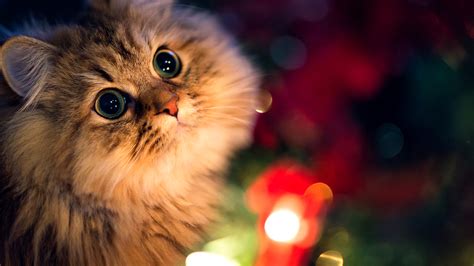 3840x2160 Kitten 4k HD 4k Wallpapers, Images, Backgrounds, Photos and ...