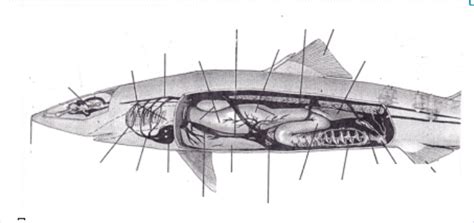 Spiny Dogfish Internal Anatomy Diagram