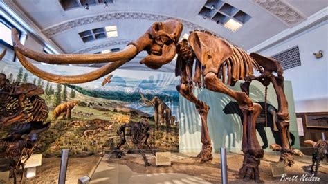 Woolly Mammoth Fossils Raise Red Flags on the Road to Extinction | KQED