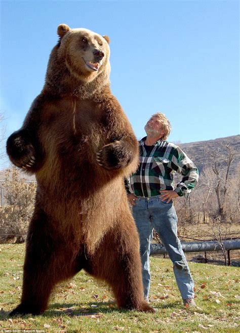 Kodiak bear : r/HumanForScale