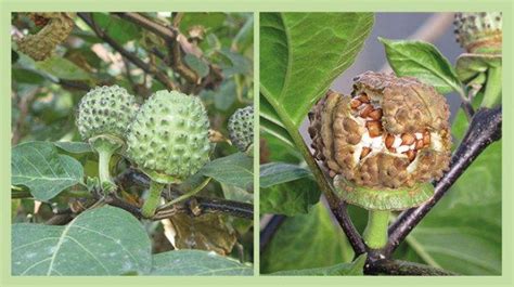 Biji Buah Kecubung Kering amethyst Seeds Dried - Etsy