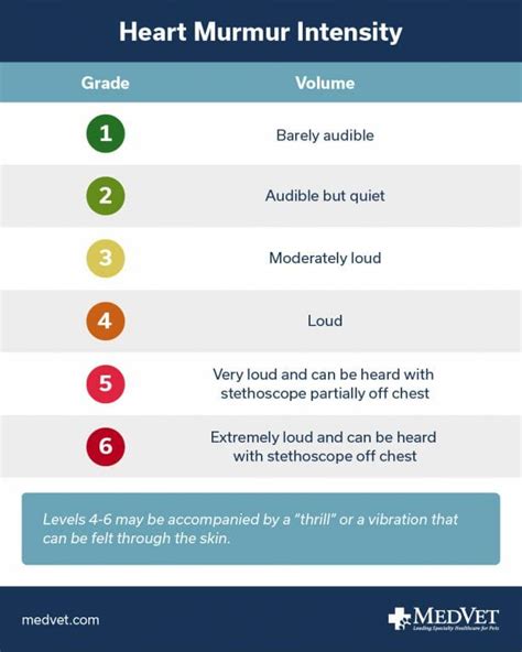 What Does it Mean if My Pet Has a Heart Murmur? - MedVet