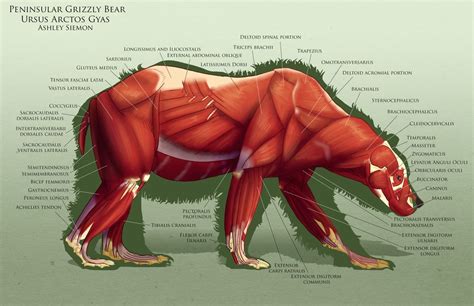 Pin by Anton Acuña on Anatomy. Mammal | Anatomy, Cat anatomy, Bear