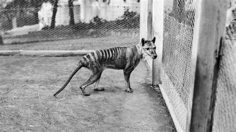 New Support for Some Extinct Tasmanian Tiger Sightings - The New York Times