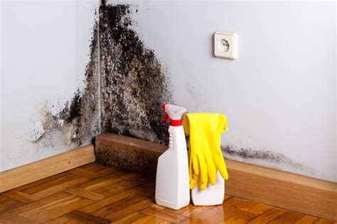 The 6 Best Mold Removers of 2020