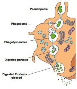 Phagocytosis-Introduction and Mechanisms - Microbiology Notes