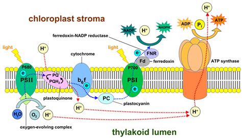 Photosystem - Wikipedia