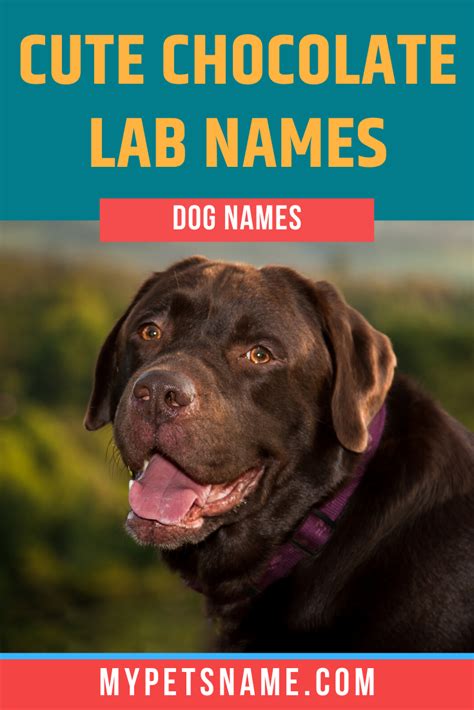 Cute Chocolate Lab Names | Chocolate lab, Dog names, Cute pet names