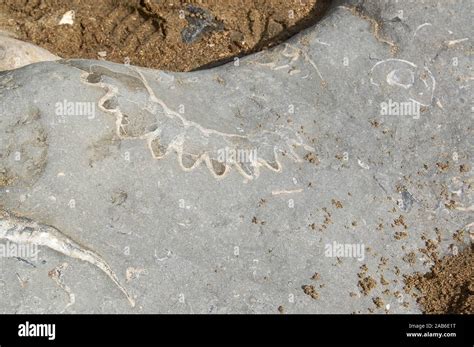 Fossils, Lyme Regis 301013 Stock Photo - Alamy