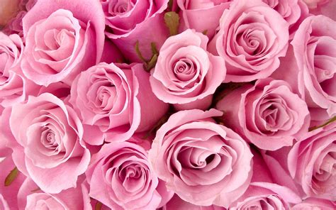 Pretty Pink Roses - Roses Wallpaper (34610946) - Fanpop