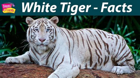 Awesome Worldwide Facts about White tiger | White tiger, Fun facts, Tiger