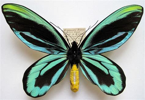 Queen Alexandra's birdwing - Alchetron, the free social encyclopedia