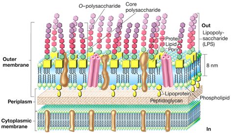 Bacterial Phylum: Proteobacteria - Pace University ePortfolio