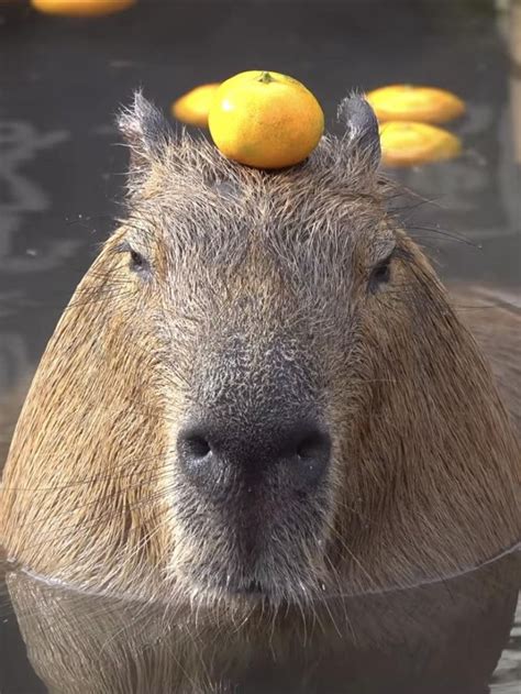 Capybara with mandarin orange on head | Capybara, Funny animals, Cute ...