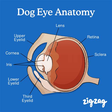 Dogs Eye Anatomy : Everything You Need To Know About Them - Zigzag