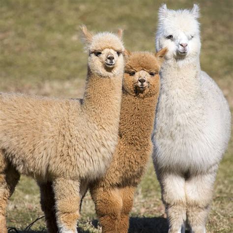 Group photo of best friends | Alpaca pictures, Alpaca stuffed animal ...