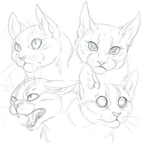 Cat Anatomy Drawing at GetDrawings | Free download