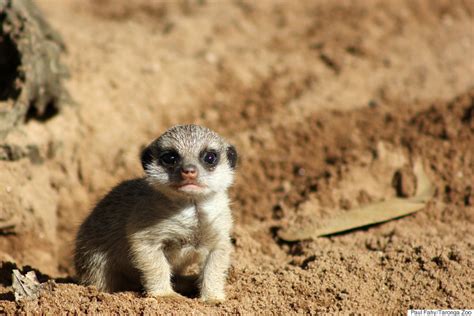 Meerkat Pups Have Been Born At Taronga Zoo And They Are Super Cute