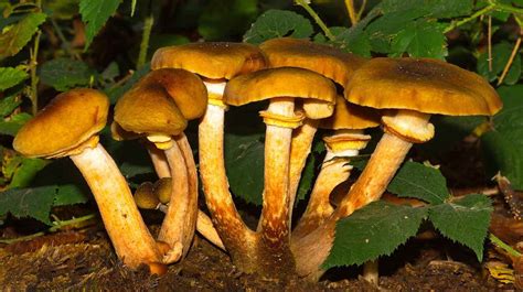 The Many Health Benefits of Eating Mushrooms That Are Wild – And ...