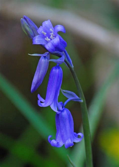 bluebells | Blue bell flowers, English bluebells, Bluebells