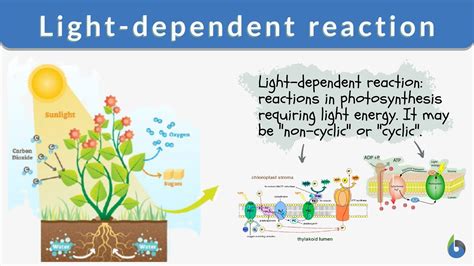 Light Dependent Reactions Flow Chart