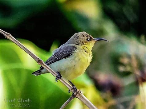 Female Purple Sunbird Photograph by Vasant Ghanate - Fine Art America