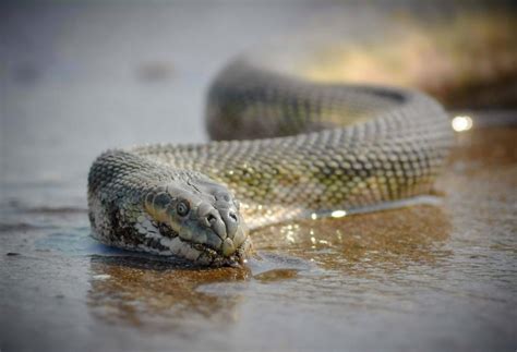 Beaked Sea Snake – "OCEAN TREASURES" Memorial Library