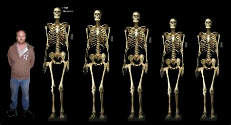 7' Skeletons Giants in Alaska - Greater Ancestors