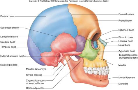 Skull Lateral View Unlabeled | www.imgkid.com - The Image Kid Has It!