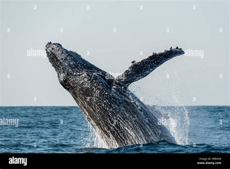 Humpback whale breaching off the east coast of South Africa during the ...