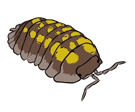 Granulatium isopod sticker by Karpizard-Prints on DeviantArt