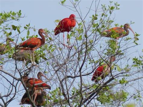 12 best "The Scarlet Ibis" by James Hurst images on Pinterest | Scarlet ...