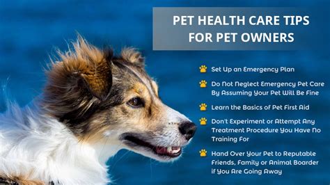 Emergency Pet Health Care Tips for Concerned Pet Owners | Safarivet