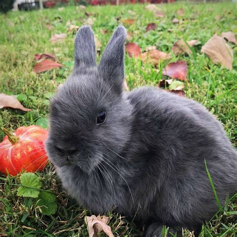 Netherland Dwarf rabbit Rabbits For Sale | Abingdon, MD #286011