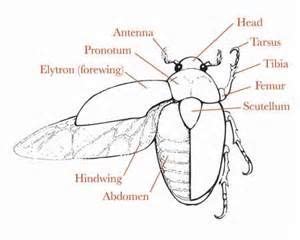 beetle anatomy | Classroom inspiration, Animal kingdom, Anatomy