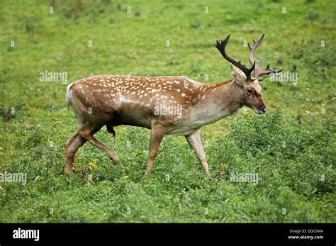 Persian Fallow Deer, dama mesopotamica, Male Stock Photo - Alamy