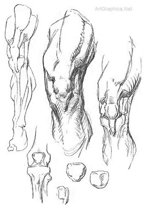 Art Book Constructive Anatomy by George Bridgman Male Figure Drawing ...