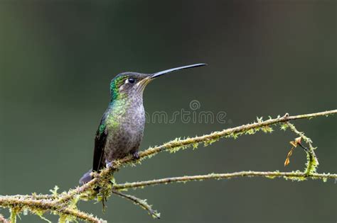 Magnificent Hummingbird in the Rainforest Stock Image - Image of tiny ...