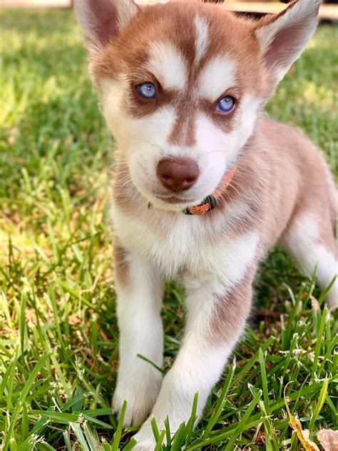 Alaskan Husky Puppies For Sale | Yvonne Drive, TX #304070