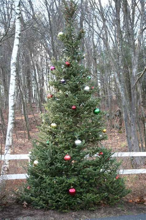 Outdoor Christmas Tree Outdoor christmas trees - christmasopencloud