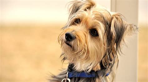 Yorkie Mixes: 20 Different Yorkshire Terrier Crossbreeds | Yorkie mix ...