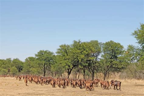 KALAHARI RED GOATS: HARDY AND PROFITABLE