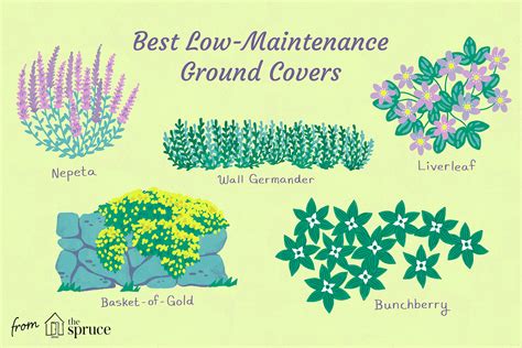 14 Best Low-Maintenance Ground Covers