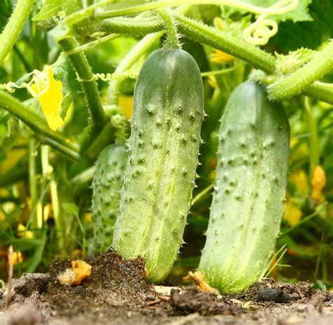 Cucumber varieties, species. parthenocarpic cucumber varieties ...