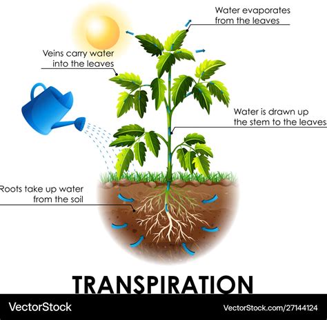 Diagram showing transpiration with plant and water