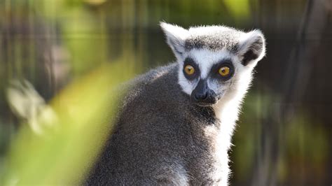 Meet The Animals | The Maryland Zoo